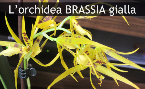 Orchidea Brassia gialla