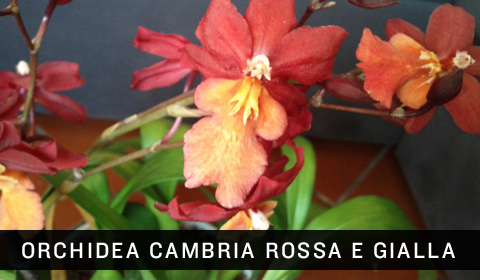 Orchidea Cambria gialla e rossa